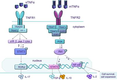 Role of TNF–TNF Receptor 2 Signal in Regulatory T Cells and Its Therapeutic Implications